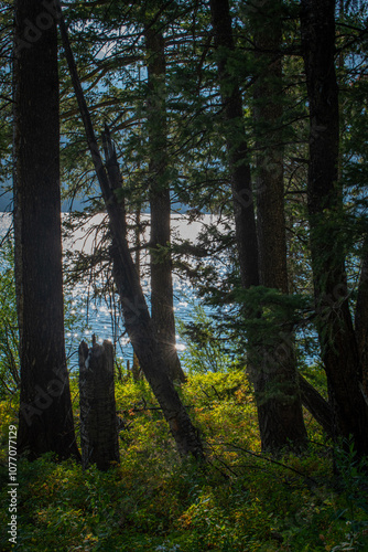 Evening in forest by a lake photo