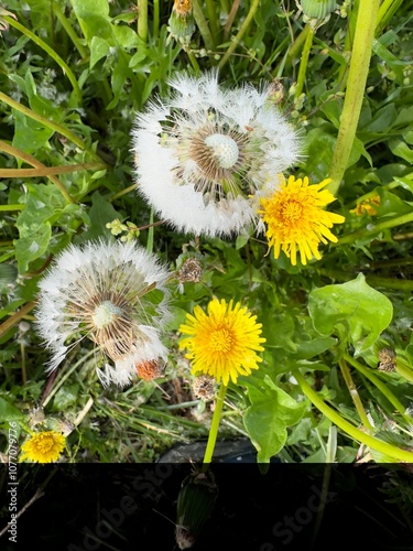 flowers photo