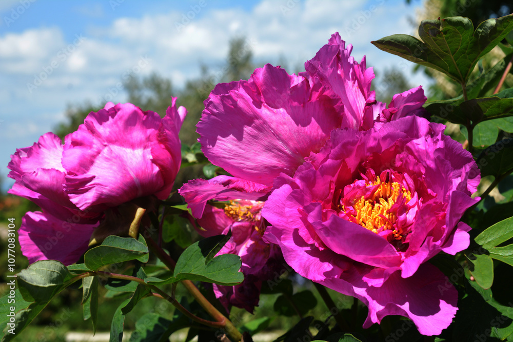 Fototapeta premium Peonia rosa