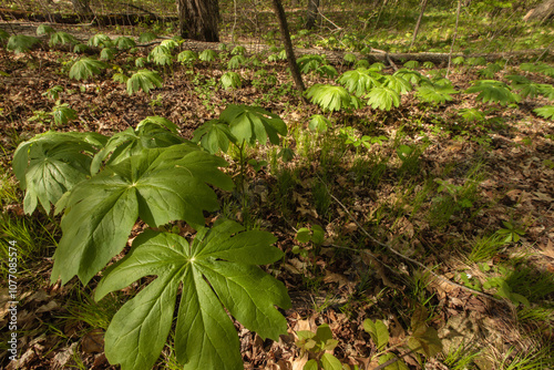 Mayapple plants in mid-May, form an 