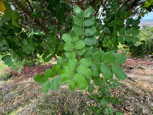 Canvastavla Carob tree (Ceratonia siliqua L) fresh leaves