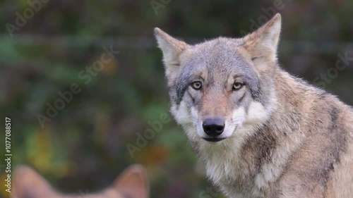 Tired male grey wolf yawning in the forest. Eurasian wolf, (Canis lupus lupus), also known as the common wolf in 4K.