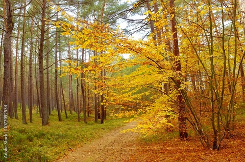 autumn gold forest landscape
