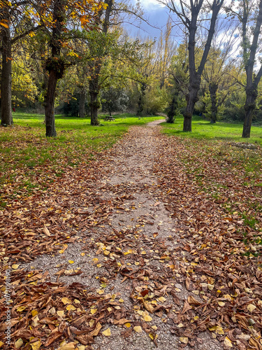 PAISAJES DE OTOÑO. HOJAS SECAS. SENDERO.