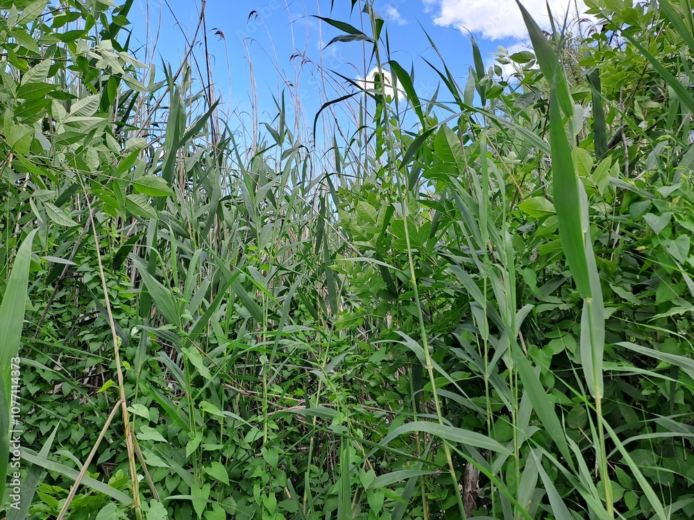 Obraz premium green field