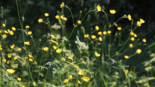 A vibrant close-up of delicate yellow meadow buttercups bathed in sunlight, showcasing their beauty and natural elegance. Shallow depth close-up view with a blurry background.