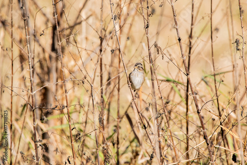 Sparrow in the dry brown grass of autumn. 