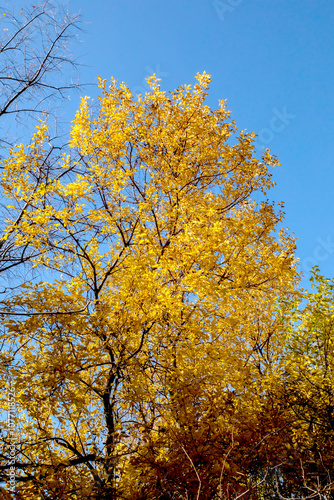 Bright yellow autumn tree in the park with blue sky background. 