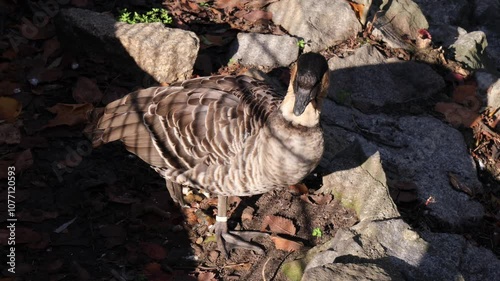 Hawaiian goose (Branta sandvicensis) enjoying sunlight at Wroclaw Zoo. The goose basks peacefully in warm glow. life of animals at the zoo. photo