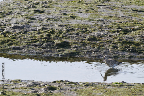 Eurasian Curlew, Numenius arquata, fishing