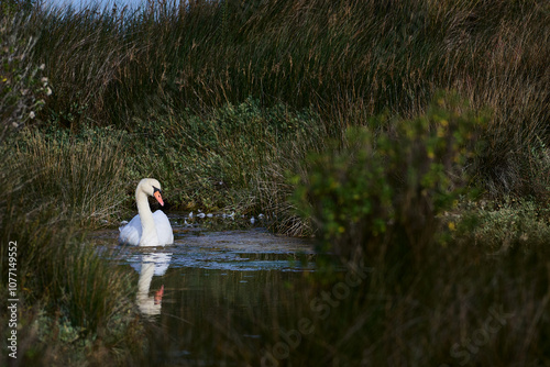 view of Cygnus olor in Victoria and Joyel marshes photo