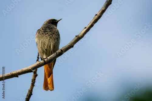 Un codirosso spazzacamino (Phoenicurus ochruros) appollaiato su un ramo spoglio in una giornata di sole. photo