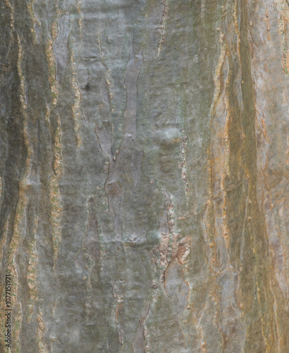 Beautiful close-up of the bark of plumeria rubra photo