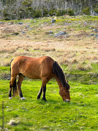 Horse Saint-Pierre de l'île and archipelago of Saint-Pierre and Miquelon, France (Saint-Pierre-et-Miquelon) photo