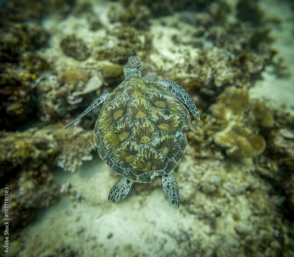 Obraz premium Mabul Island, Malaysia, offers stunning encounters with beautiful sea turtles, gliding gracefully through its clear, vibrant waters and healthy coral reefs.