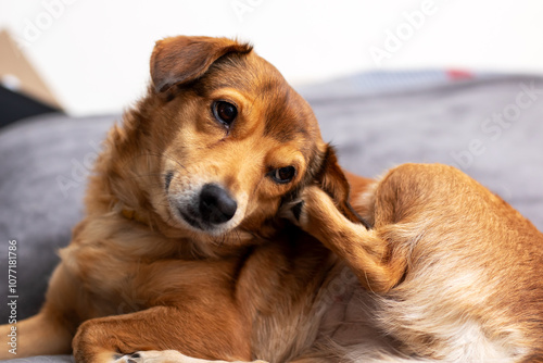 A small brown dog is scratching its head using its paw now