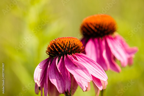 Two purple coneflowers captures the early August afternoon sun and bends with the breeze within the Forest Beach Migratory Preserve near Port Washington, Wisconsin photo