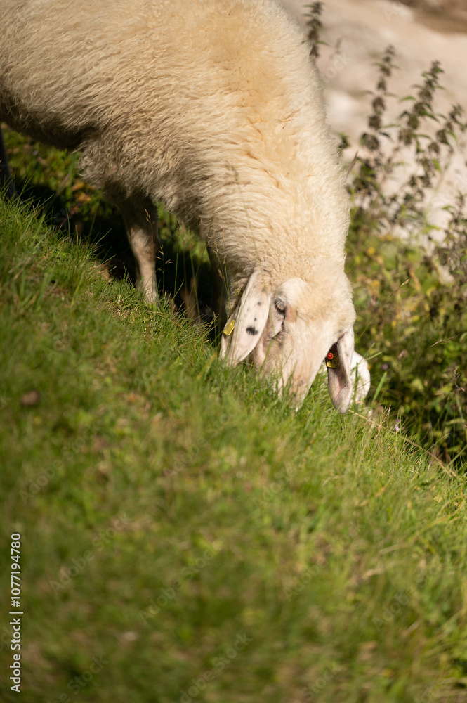 Fototapeta premium grazing, sheep, nature, mountain, peaceful, animals, grass, brown, white, summer, rural, rocky, valley, tags, herd, greenery, highlands, environment, nature