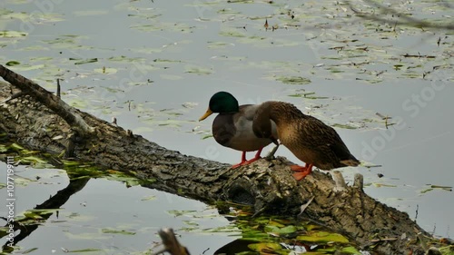 Two small ducklings play on an old tree trunk by a lake.