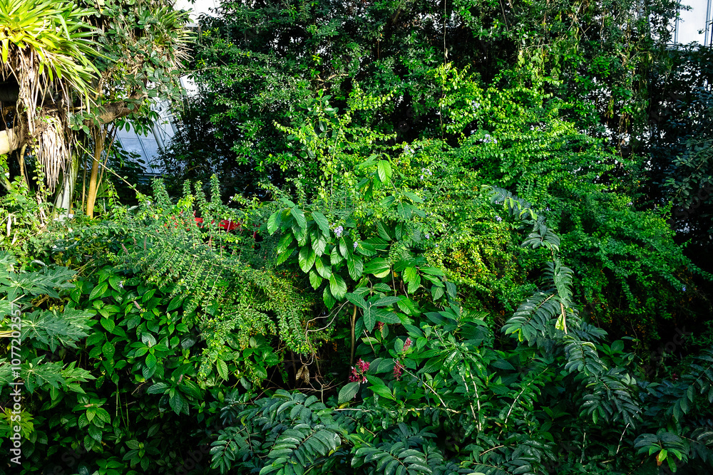 Fototapeta premium fern in the garden