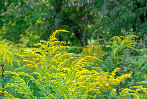 Canada Goldenrod (Solidago canadensis) in autumn garden.