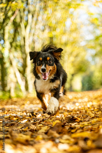 Happy Dog Walking through Autumn Colors