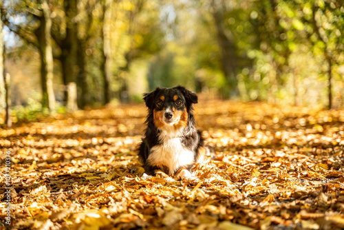 Dog Lying in the Autumn Leaves