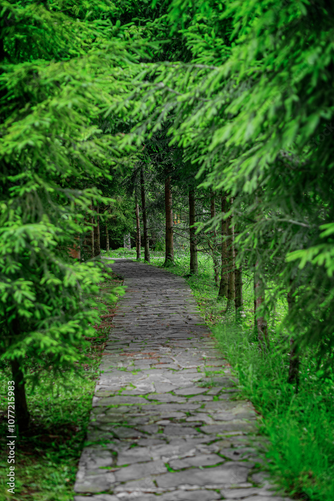 Stone alley in the park against the background of coniferous trees.