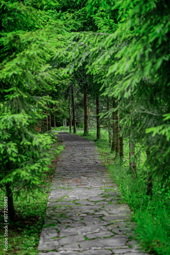 Obraz na płótnie Stone alley in the park against the background of coniferous trees. w salonie