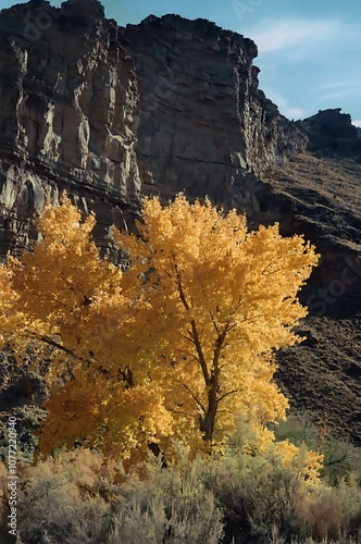 A photo of an unknown tree in Utah.