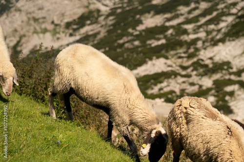 grazing, sheep, nature, mountain, peaceful, animals, grass, brown, white, summer, rural, rocky, valley, tags, herd, greenery, highlands, environment, nature photo