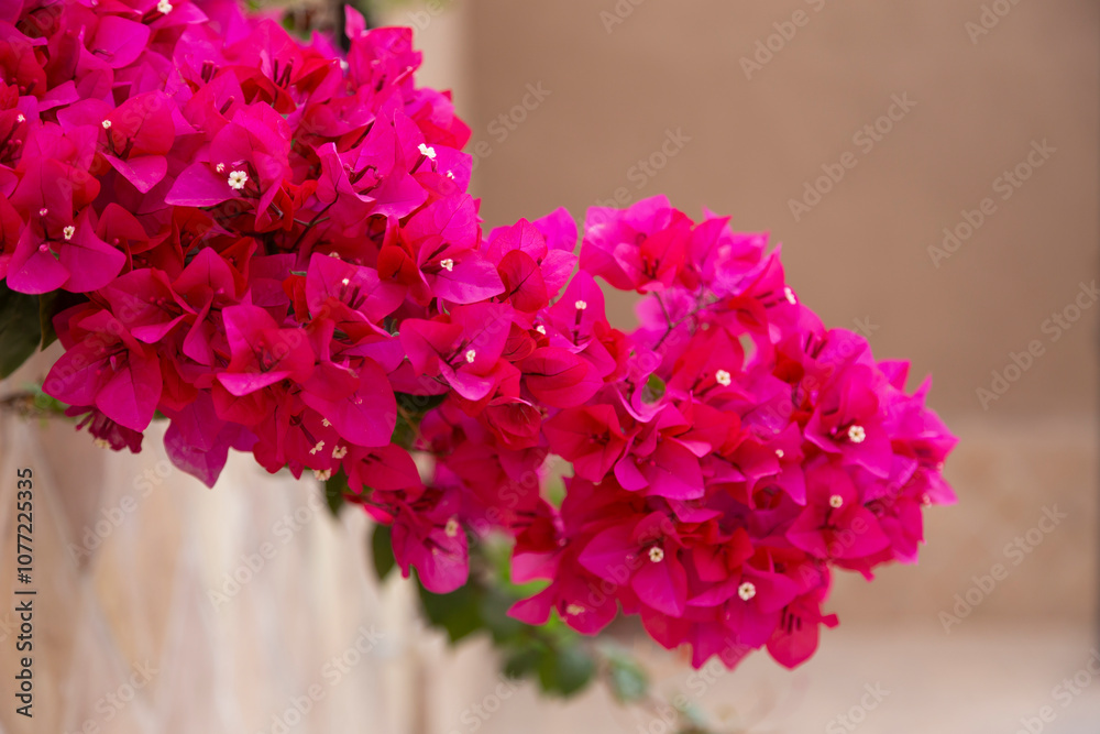Obraz premium Closeup of Bougainvillea or commonly known as paper flower in details. 