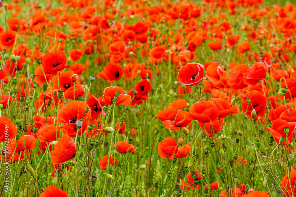 Obraz premium Red poppy field, beautiful meadow with red wild poppies, poppies field red flowers