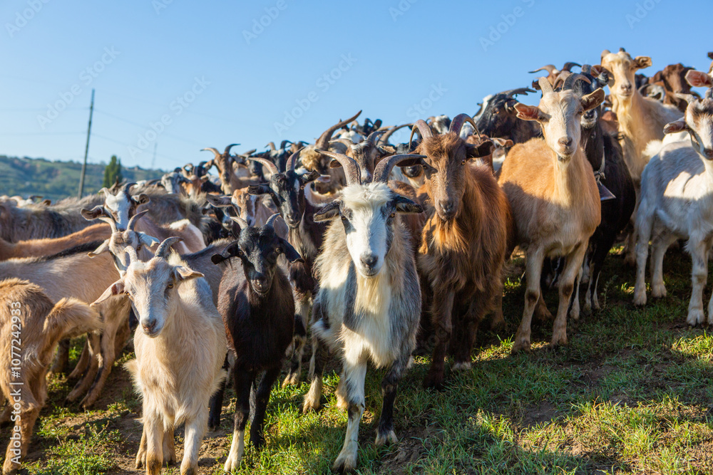 custom made wallpaper toronto digitala flock of sheep go to the pasture from the farm to the country in Romania. Rural landscape with domestic animals