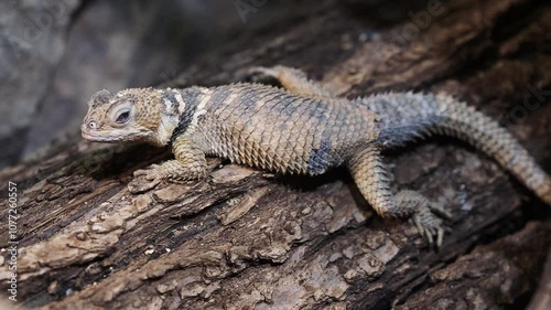 Close-up of a spiny lizard Rankin's Dragon (Pogona Henrylawsoni) enjoying the warmth of the sun on a weathered piece of wood in its natural desert habitat
