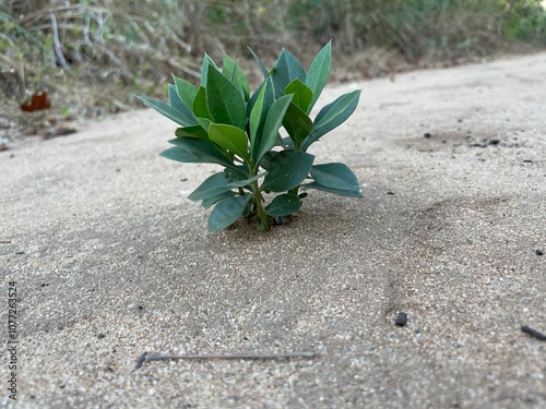 planta saliendo de una roca