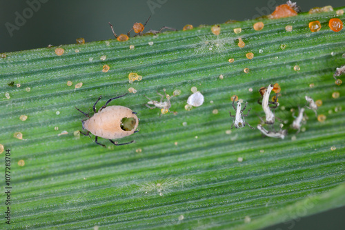 Aphid parasitized by parasitic wasp, Braconidae, Aphidinae, Aphidius. It is a cosmopolitan parasitoid of many species of aphids. The wasp left the aphid by biting a circular hole in its body.