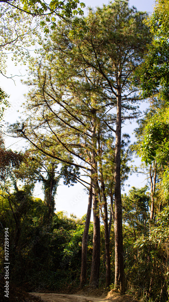 Fototapeta premium trees in the forest