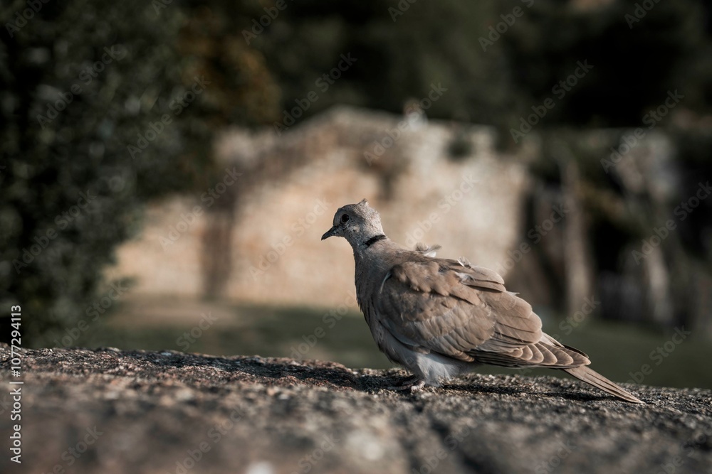 Fototapeta premium pigeon on a rock