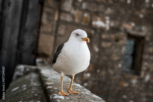 seagull bird up-close animal mont saint michel looking 