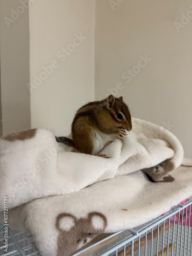 squirrel washing face, chipmunk photo