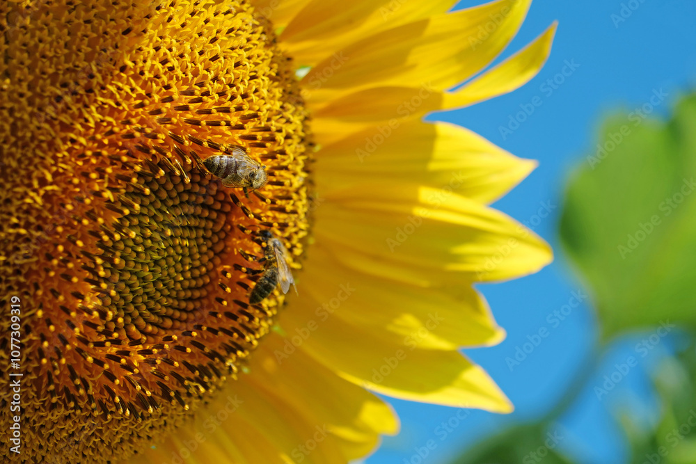 Naklejka premium Bees works on beautiful yellow sunflower on the field