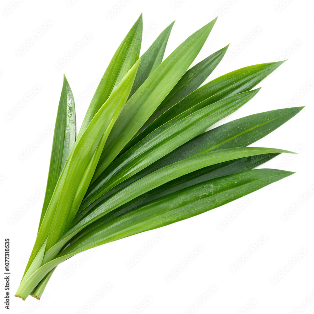 Obraz premium aloe vera plant