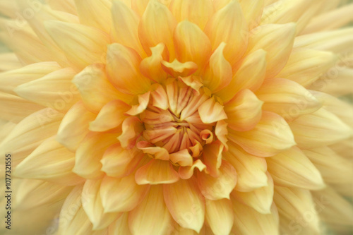 Yellow Dahlia