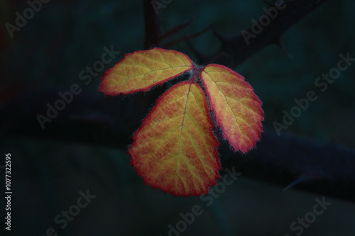 Autumnal Bramble Leaves