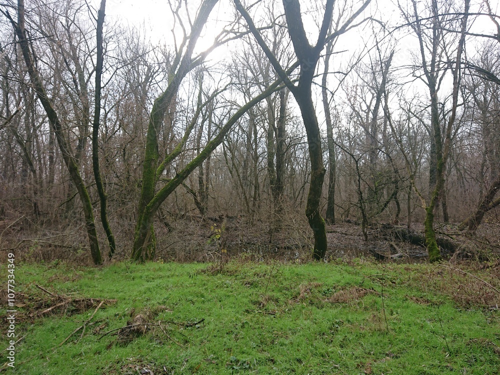 Obraz premium trees in the forest