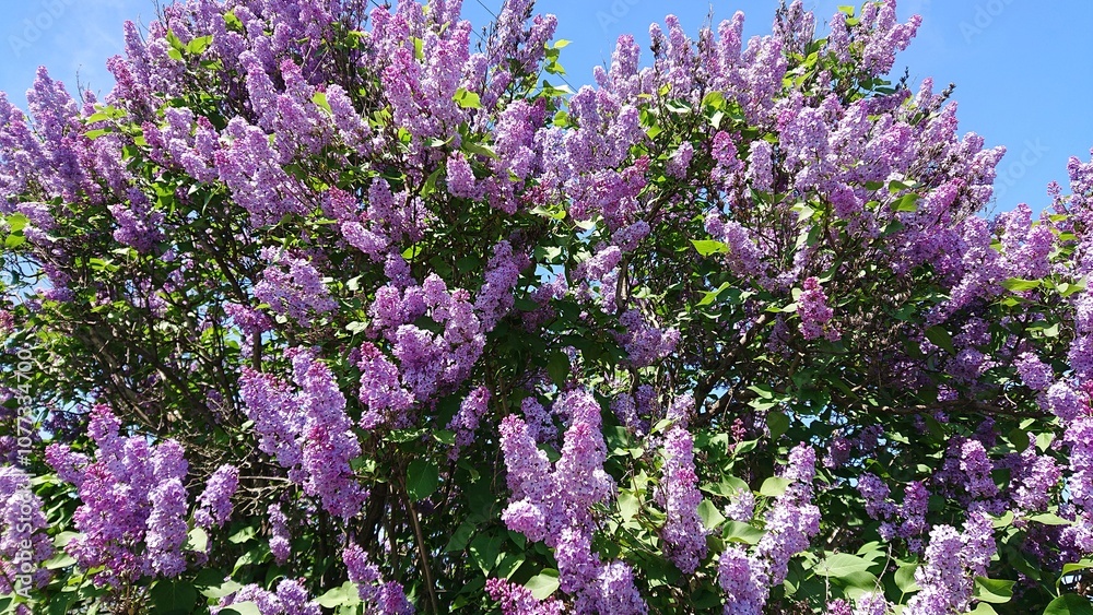 Obraz premium Lilac blooms in spring, nature, warmth