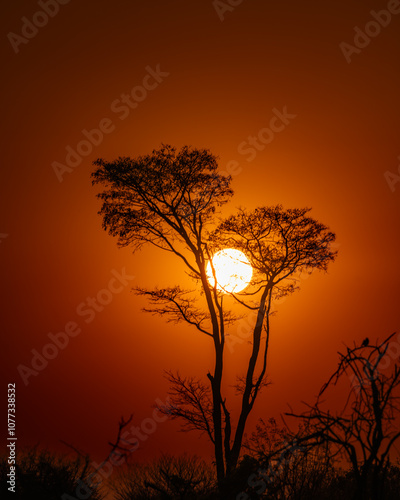Foto Setting Sun Between Two Acacia Trees