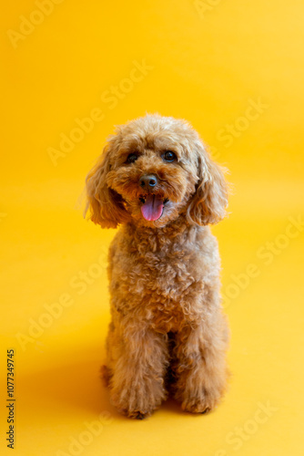 Cute miniature red poodle with mouth open sitting on orange seamless background looking up with alert expression