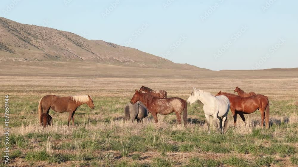 Wild Horses in the Utah Desert in springtime Wild Horses in the Utah Desert in springtime